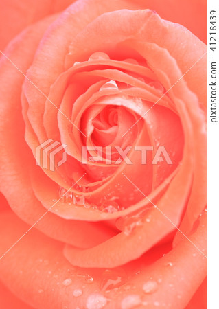 Rose flowers with raindrops 41218439