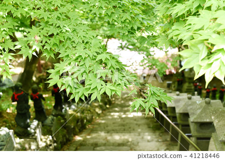 Oyamadera fresh green Oyamadera fresh green 41218446