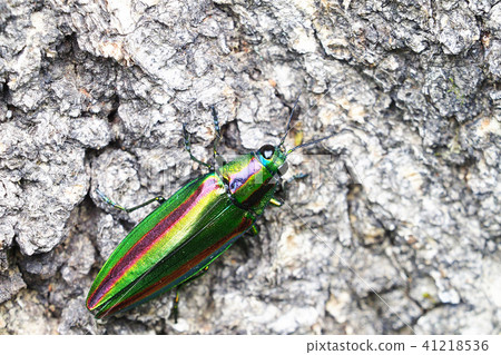 Yamato Tamamushi（女） 41218536