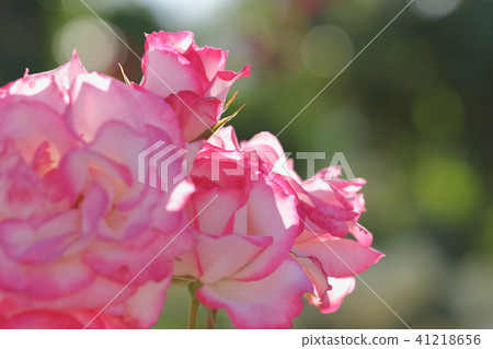 Rose flower and ball blur 41218656