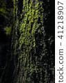 Moss growing in trees 41218907