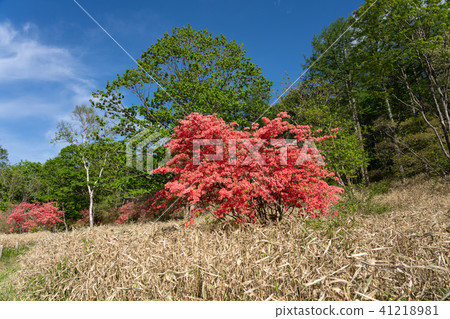 Yokogen plateau in Kanuma city, Tochigi prefecture (May) 41218981