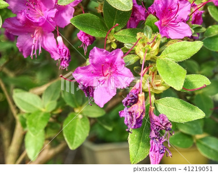 Indicum Azalea Bonsai tree in planter garden. Indicum Azalea Bonsai tree in planter garden. 41219051