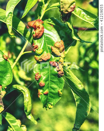 Peach with leaf curl (Taphrina deformans) disease. Peach with leaf curl (Taphrina deformans) disease. 41219055