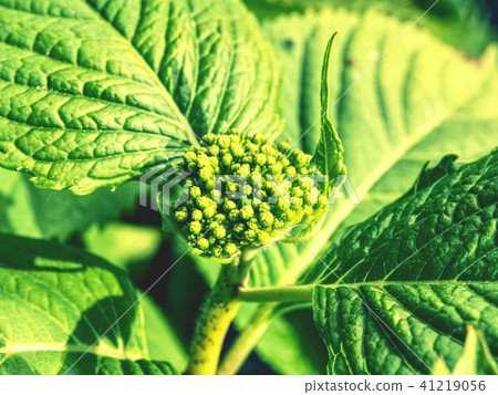 Green leafs of hydrangea with raindrops. Green leafs of hydrangea with raindrops. 41219056