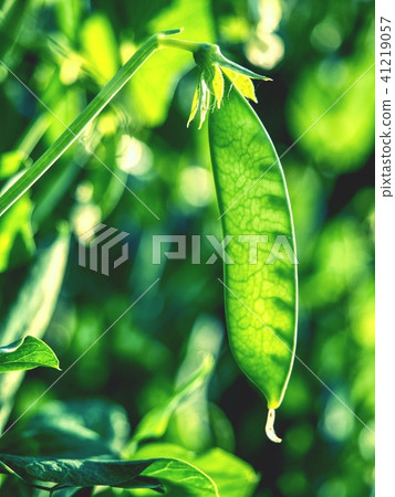 Green peas plant in the garden, summer harvest Green peas plant in the garden, summer harvest 41219057