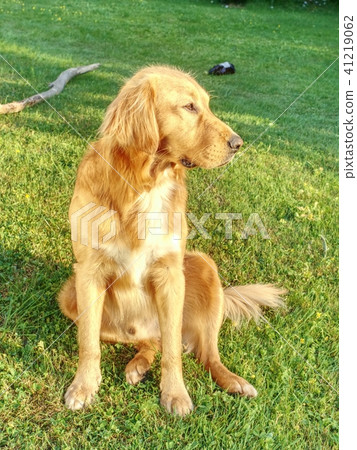 Portrait of calm Golden Retriever.Healthy body dog 41219062