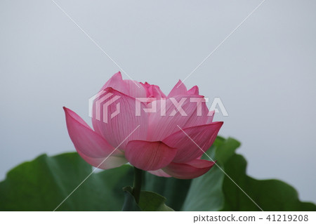 花蓮在satoyama開花 花蓮在satoyama開花 41219208