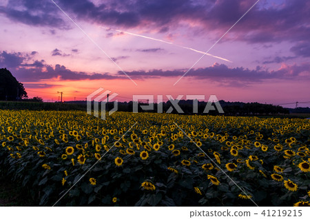 Sunflower sunflower field 41219215
