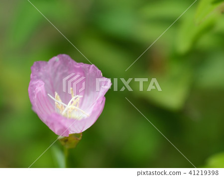 一朵花 一朵花 41219398