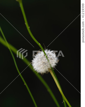 起毛 起毛 41219399