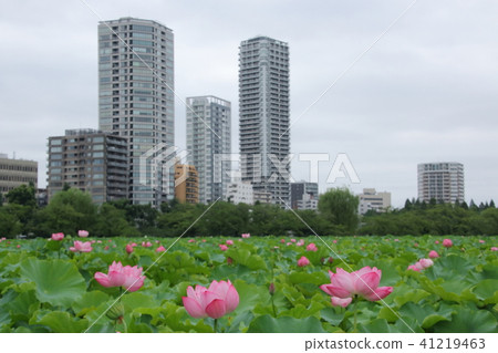 上野少女的花蓮 41219463