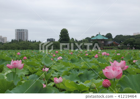 上野少女的花蓮 上野少女的花蓮 41219464