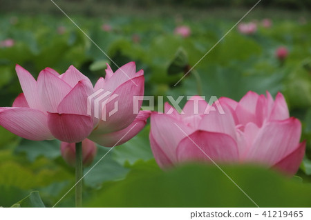 上野少女的花蓮 上野少女的花蓮 41219465