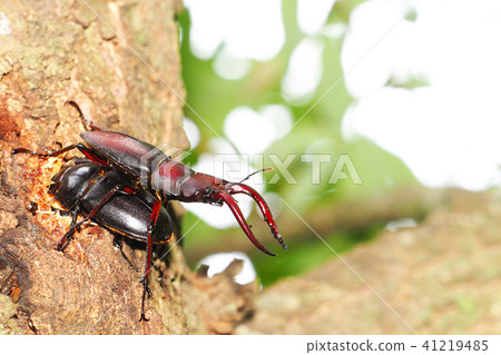 Saw Palmetto (male) 41219485