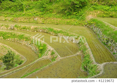 水稻梯田 41219672