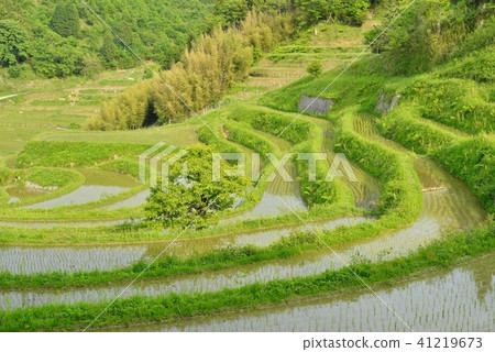 水稻梯田 41219673