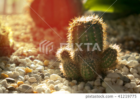 Cactus on ground decorate with white small rock 41219775