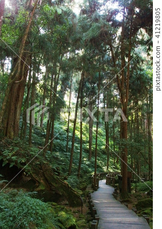 木棧道 41219805