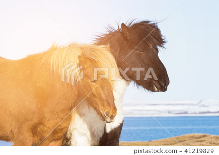 Icelandic brown horse close up 41219829