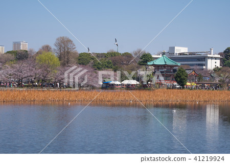 Ueno Park Ueno Park 41219924