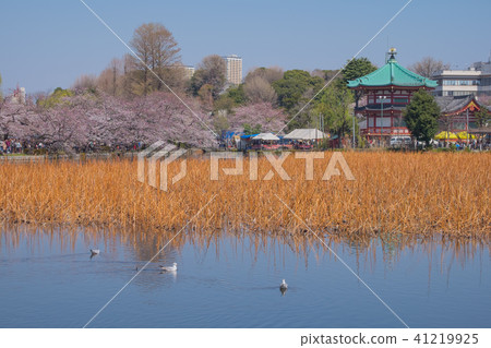 Ueno Park 41219925