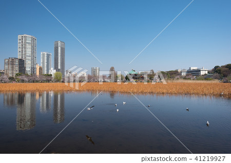 Ueno Park 41219927