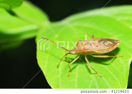 Hoshi Hararillo Helicopter bug Hoshi Hararillo Helicopter bug 41219933