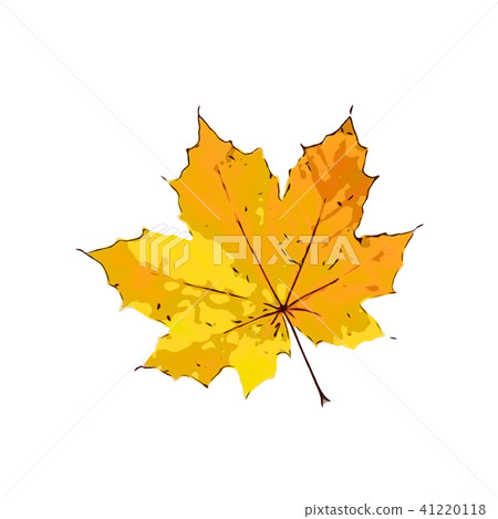 autumn dry leaves isolated on white background 41220118