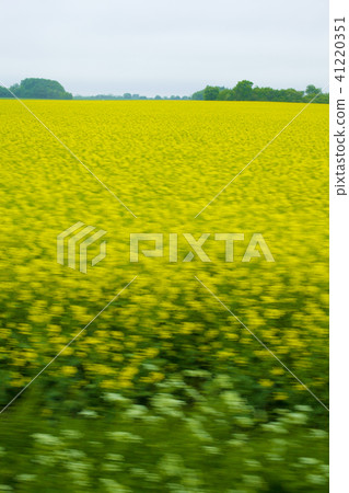 Rapeseed field Rapeseed field 41220351