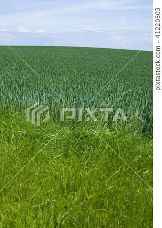 Wheat field Wheat field 41220803