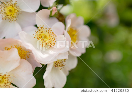 Roses (Rosamukuransa) 41220880