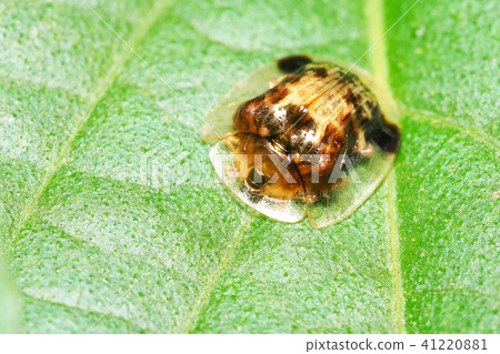 Ichimonji Cameloticus Ichimonji Cameloticus 41220881