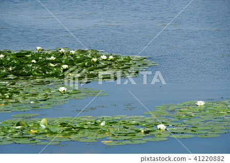 Water lily 41220882