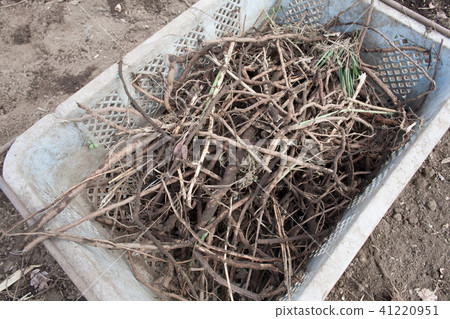 消毒的豆腐渣 41220951