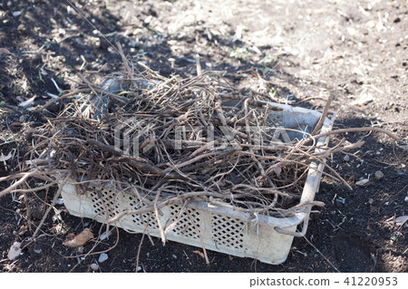 消毒的豆腐渣 消毒的豆腐渣 41220953