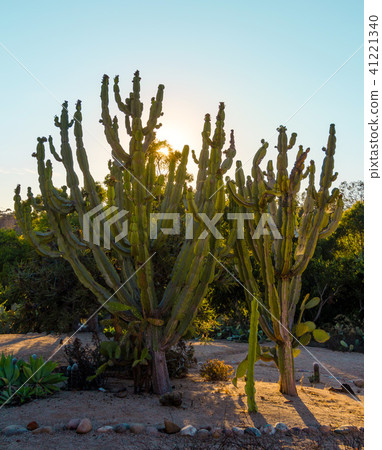 Cactuses at sunset Cactuses at sunset 41221340