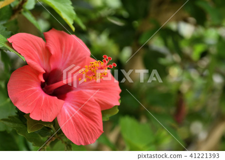 芙蓉(歡樂橙) 芙蓉(歡樂橙) 41221393