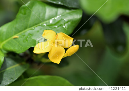 Iksora·新奇士 Iksora·新奇士 41221411