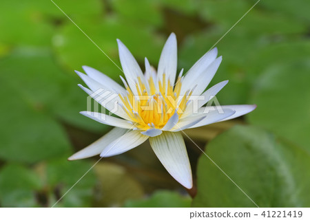 熱帶睡蓮（Doben） 41221419