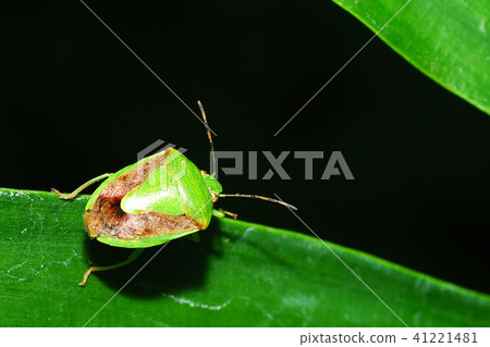 Chabanus blue bug 41221481