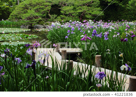 在初夏的京都平安神社神社 41221836