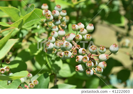 Young fruit of blueberries 41222003