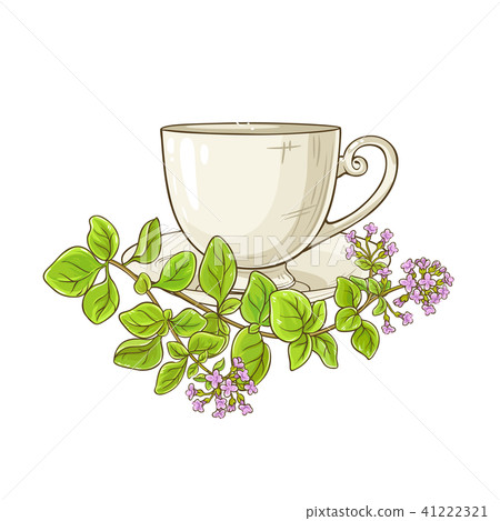 oregano tea illustration oregano tea illustration 41222321