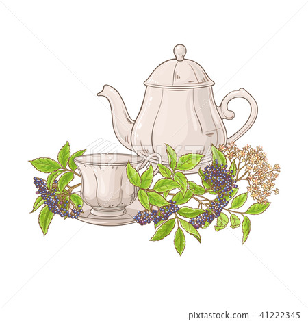 elderberry tea illustration elderberry tea illustration 41222345