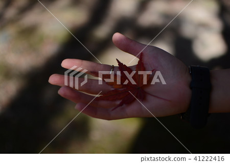Autumn leaves and hands Autumn leaves and hands 41222416