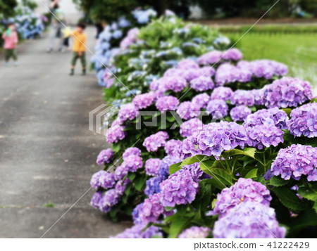Hydrangea Festival 41222429