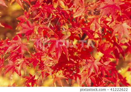 Maple autumn leaves autumn autumn image background material 41222622