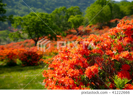 Renge azalea blooming ranch and fresh green of June Akagiroyama e-2 background blurred large Renge azalea blooming ranch and fresh green of June Akagiroyama e-2 background blurred large 41222666