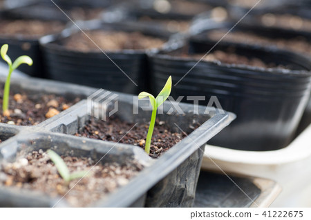Futaba of just germinated eggplant 41222675